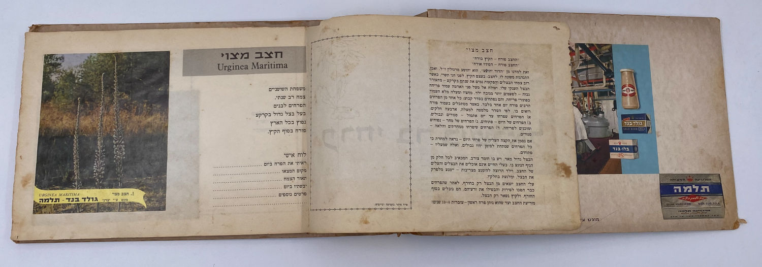 אלבומי מדבקות - אלבום מדבקות פרחי בר בישראל, אלבום מלא
פרחי בר בישראל מבצע גולד בנד תלמה בחסות רשות ... - 1 2