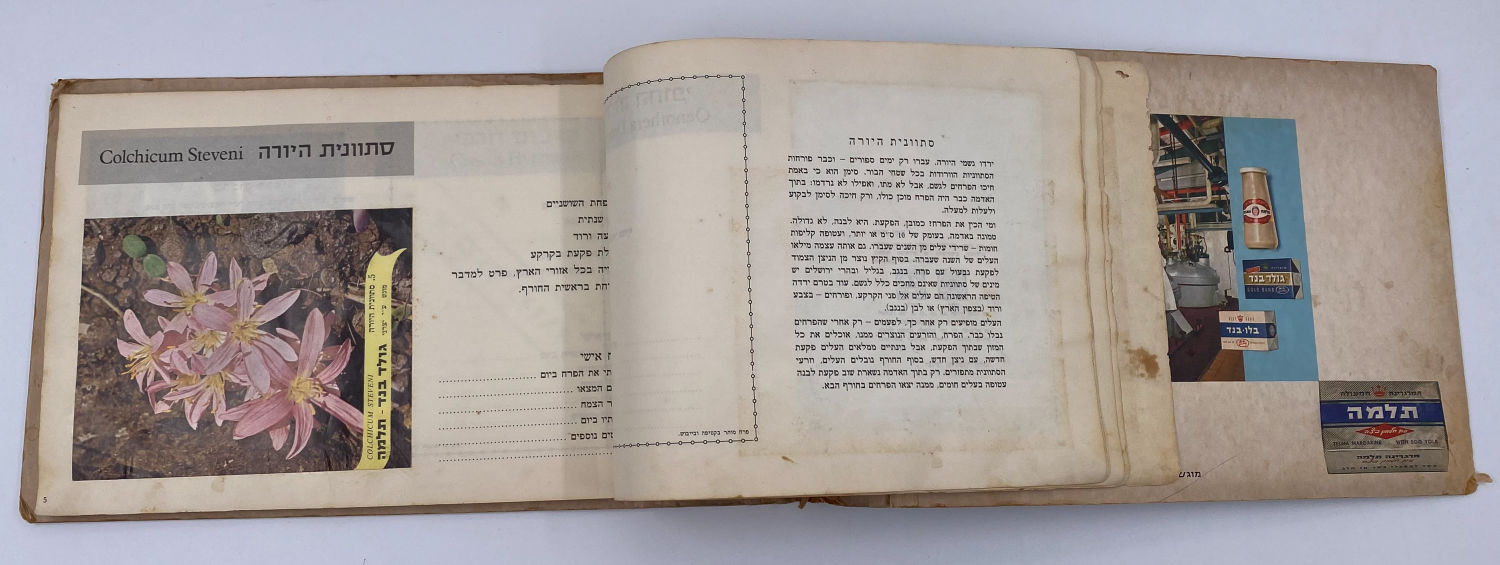 אלבומי מדבקות - אלבום מדבקות פרחי בר בישראל, אלבום מלא
פרחי בר בישראל מבצע גולד בנד תלמה בחסות רשות ... - 1 3
