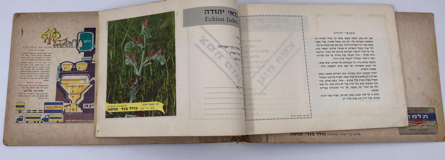 אלבומי מדבקות - אלבום מדבקות פרחי בר בישראל, אלבום מלא
פרחי בר בישראל מבצע גולד בנד תלמה בחסות רשות ... - 1 5