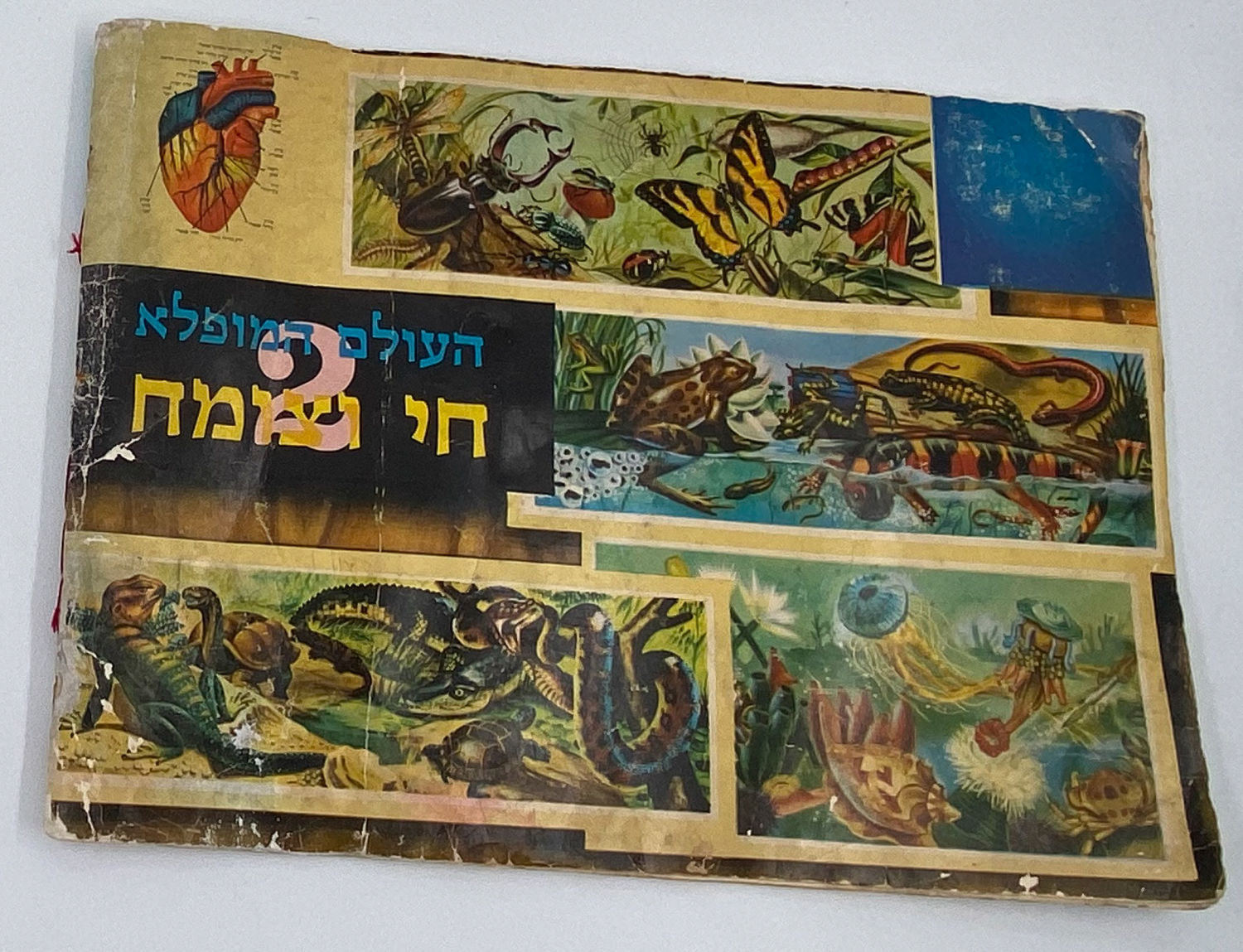 אלבומי מדבקות - אלבום העולם המופלא מס' 2 "חי וצומח" - שנות השבעים - מלא
אלבום כרטיסים העולם המופלא, מס' ... - 1 0