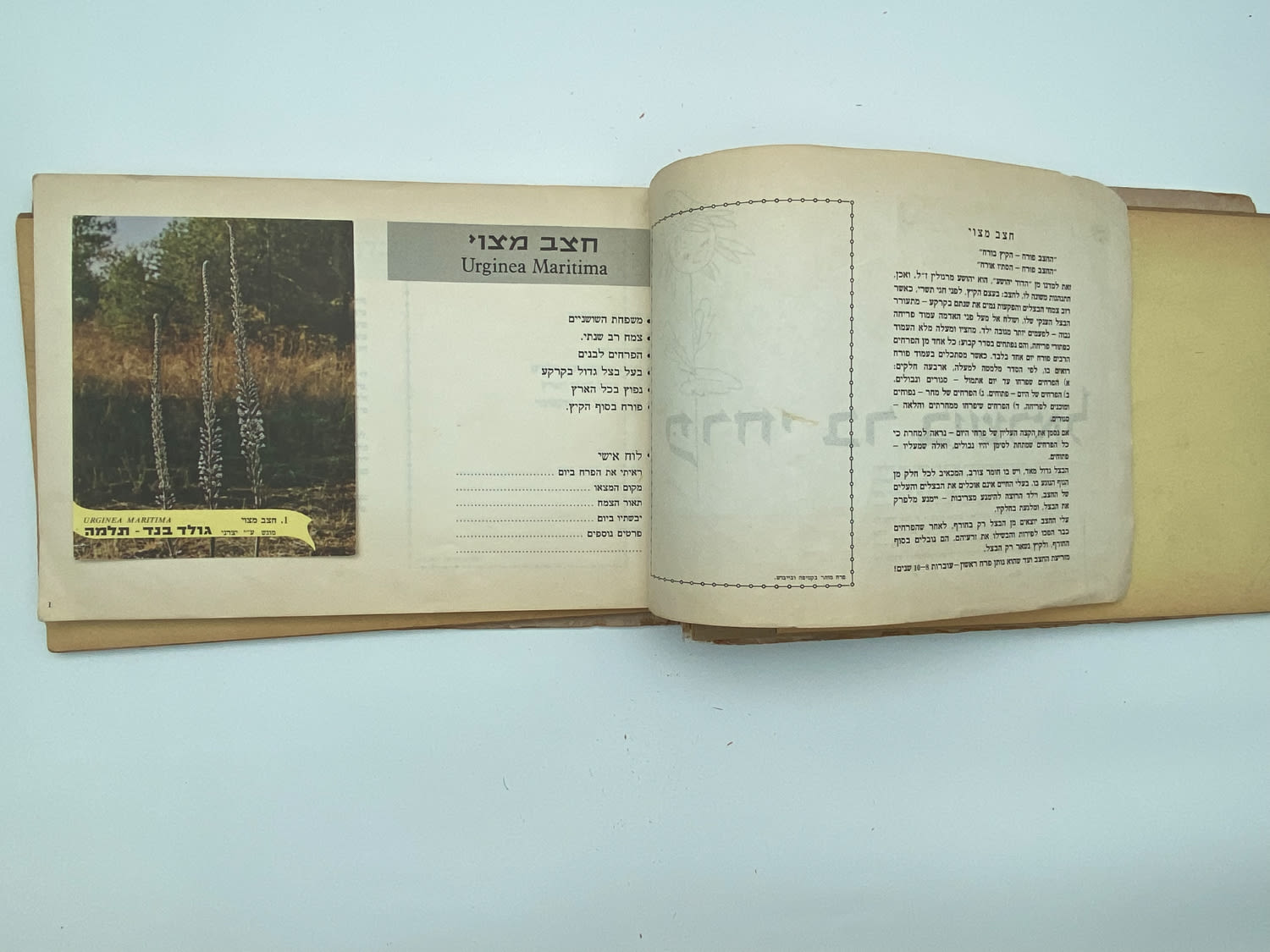 אלבומי מדבקות - אלבום מדבקות פרחי בר בישראל, שלושה חוסרים
פרחי בר בישראל מבצע גולד בנד תלמה בחסות רשות ... - 1 33
