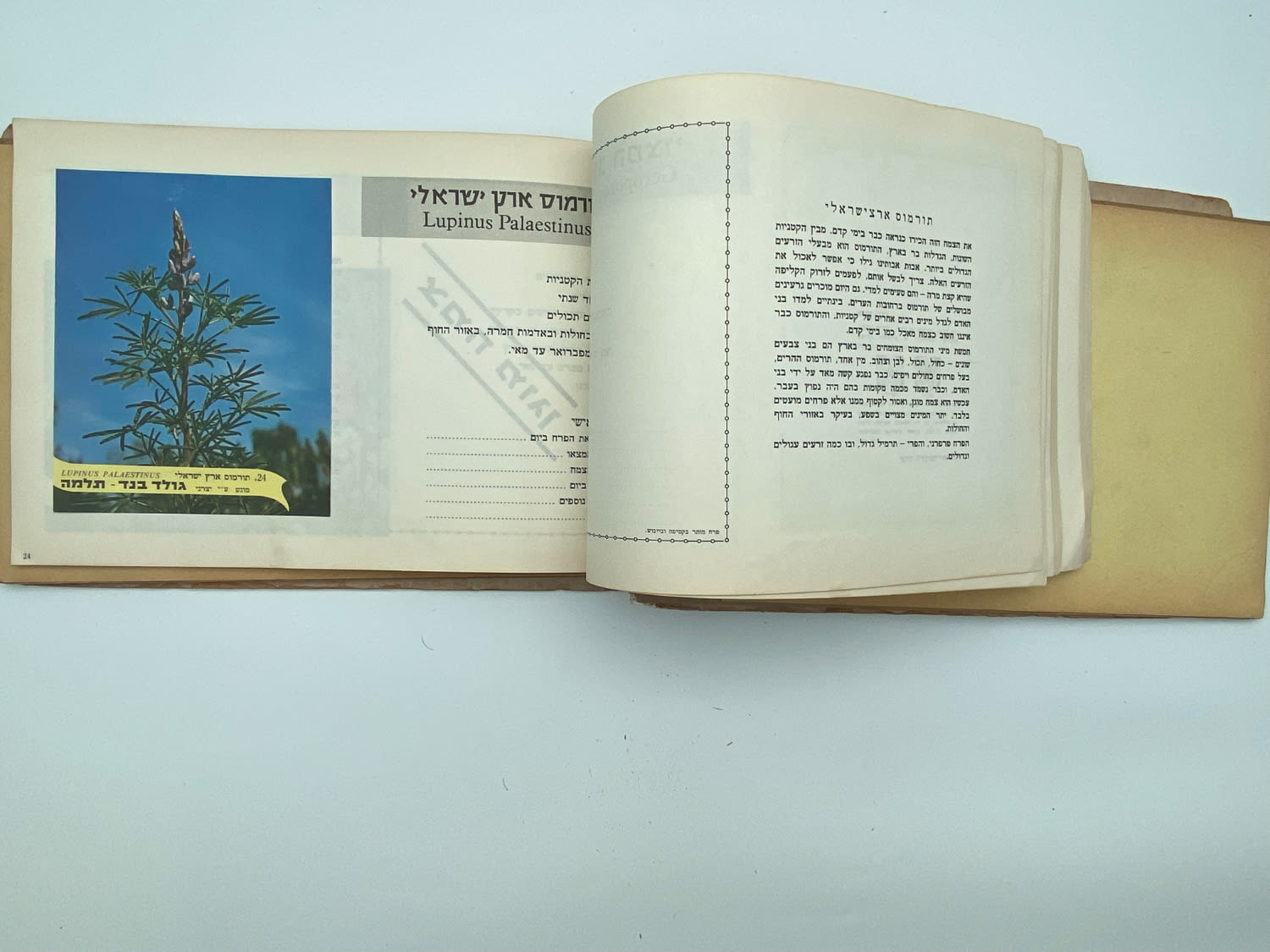 אלבומי מדבקות - אלבום מדבקות פרחי בר בישראל, שלושה חוסרים
פרחי בר בישראל מבצע גולד בנד תלמה בחסות רשות ... - 1 18