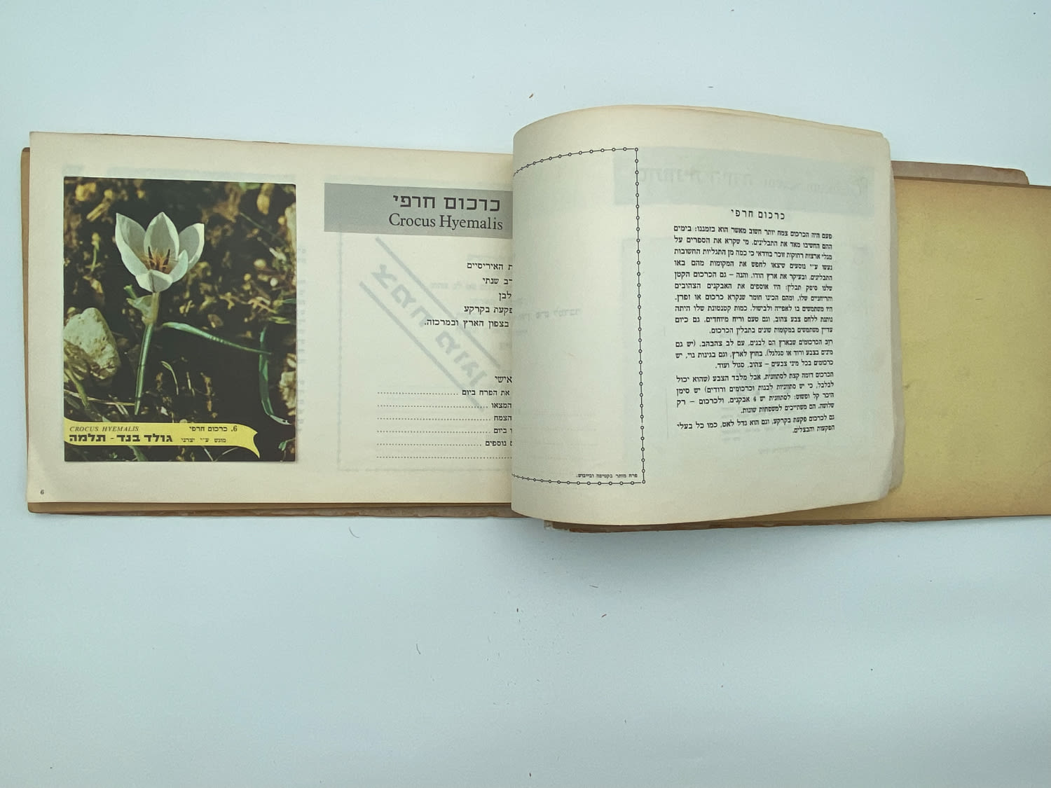 אלבומי מדבקות - אלבום מדבקות פרחי בר בישראל, שלושה חוסרים
פרחי בר בישראל מבצע גולד בנד תלמה בחסות רשות ... - 1 43