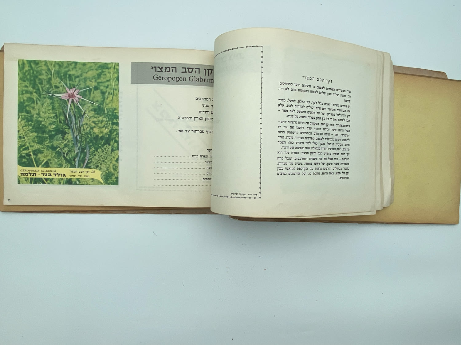 אלבומי מדבקות - אלבום מדבקות פרחי בר בישראל, שלושה חוסרים
פרחי בר בישראל מבצע גולד בנד תלמה בחסות רשות ... - 1 17