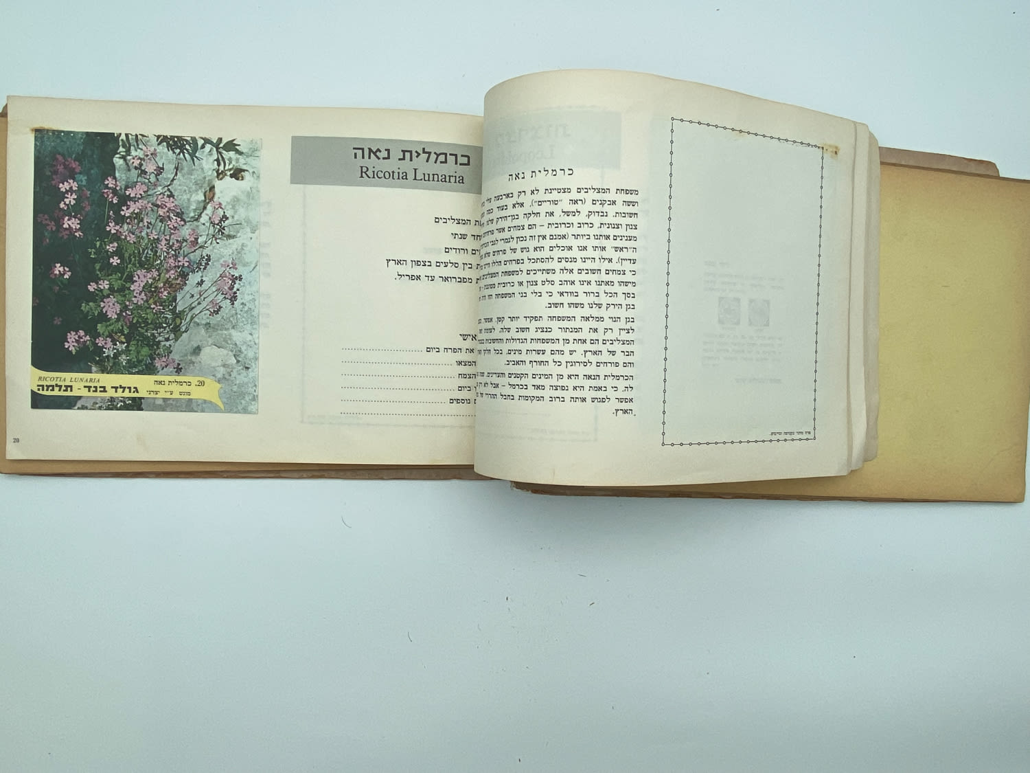 אלבומי מדבקות - אלבום מדבקות פרחי בר בישראל, שלושה חוסרים
פרחי בר בישראל מבצע גולד בנד תלמה בחסות רשות ... - 1 14