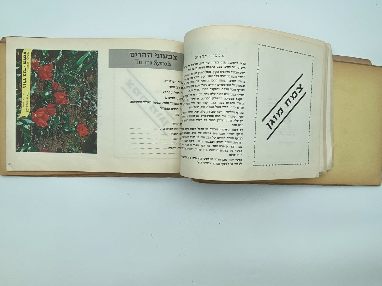 אלבומי מדבקות - אלבום מדבקות פרחי בר בישראל, שלושה חוסרים
פרחי בר בישראל מבצע גולד בנד תלמה בחסות רשות ... - 1 23