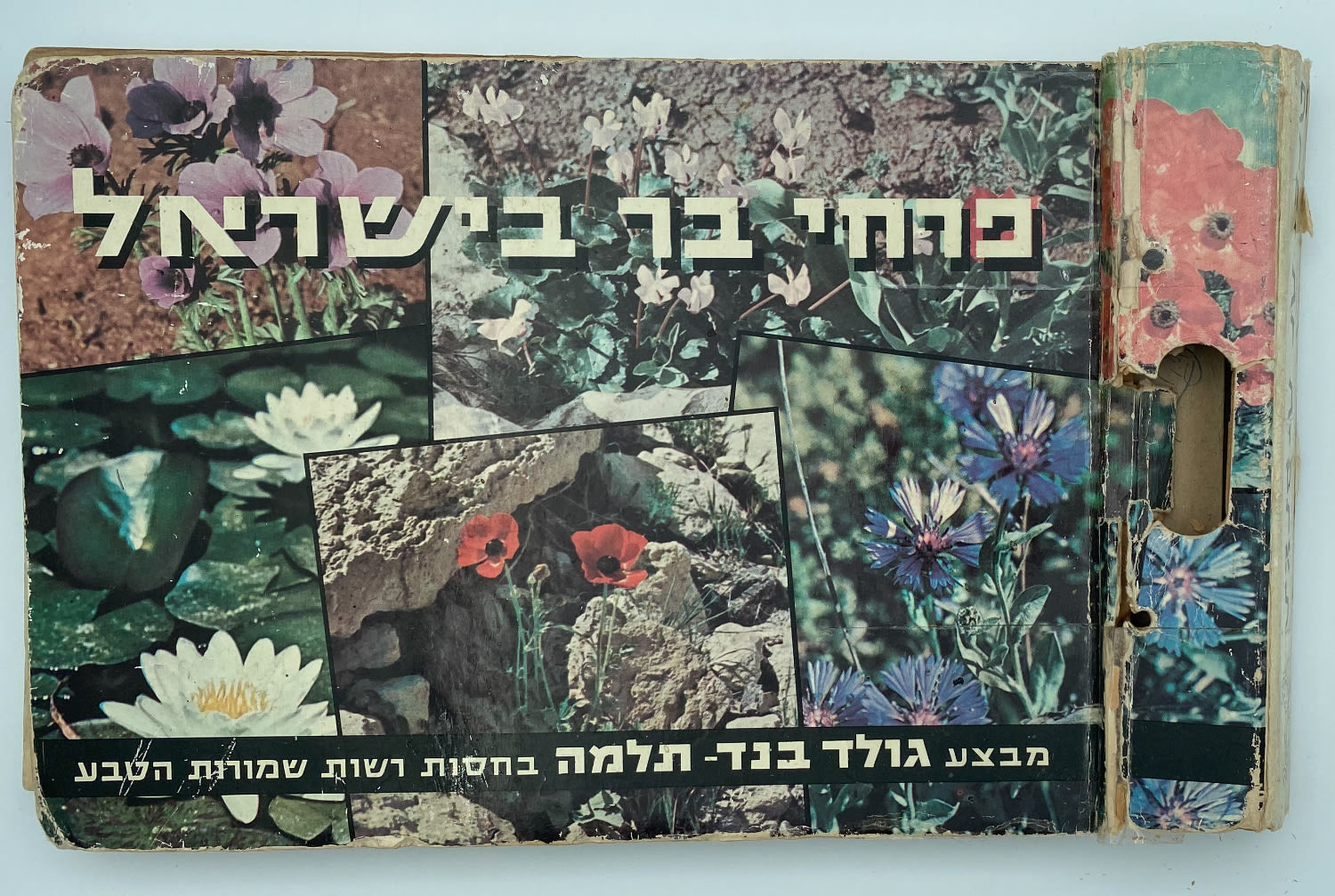 אלבומי מדבקות - אלבום מדבקות פרחי בר בישראל, שלושה חוסרים
פרחי בר בישראל מבצע גולד בנד תלמה בחסות רשות ... - 1 0