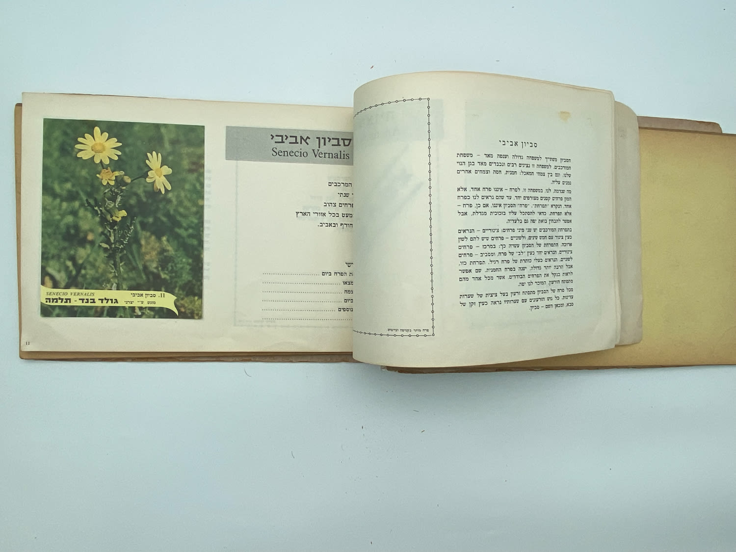 אלבומי מדבקות - אלבום מדבקות פרחי בר בישראל, שלושה חוסרים
פרחי בר בישראל מבצע גולד בנד תלמה בחסות רשות ... - 1 4