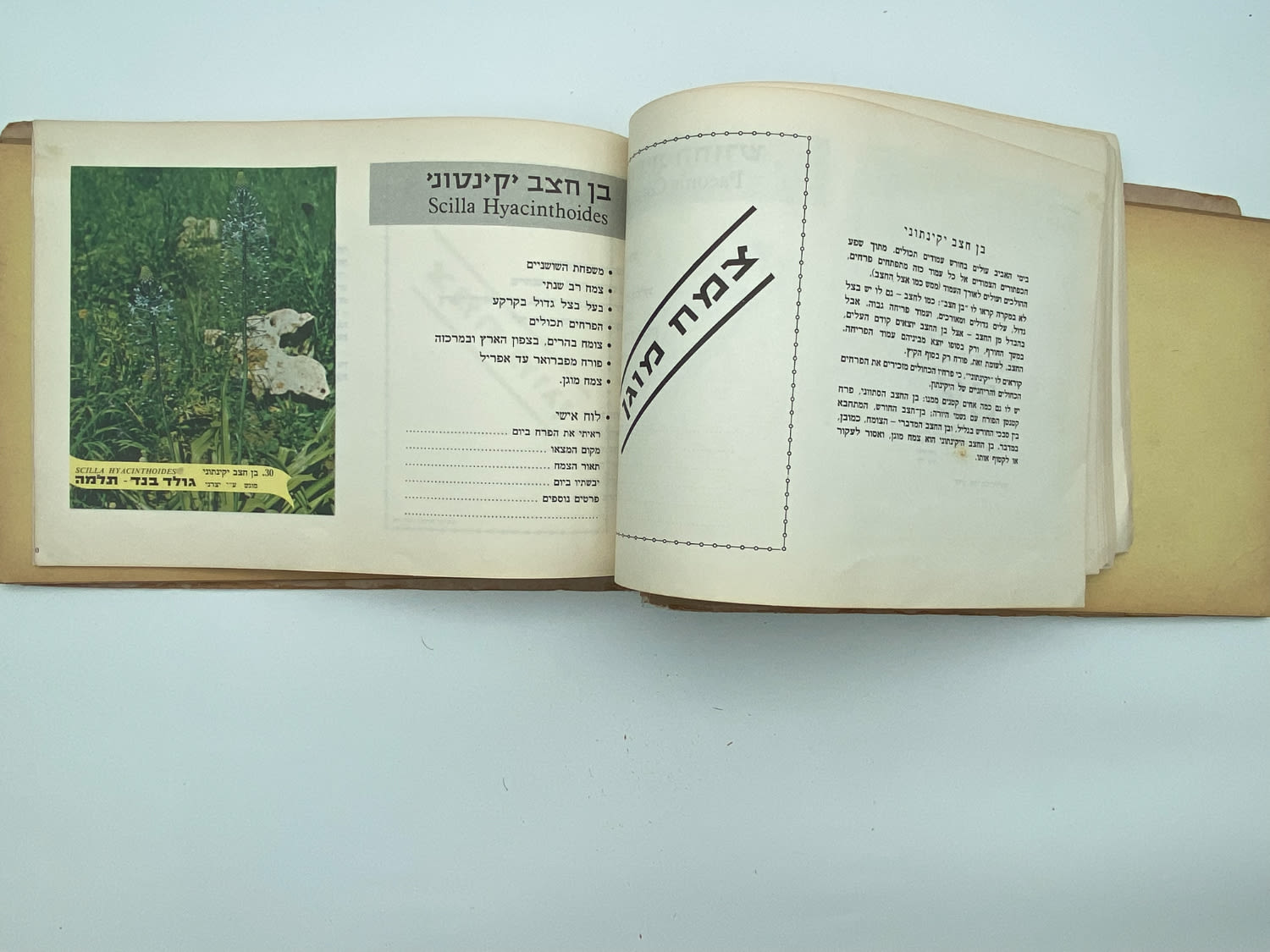 אלבומי מדבקות - אלבום מדבקות פרחי בר בישראל, שלושה חוסרים
פרחי בר בישראל מבצע גולד בנד תלמה בחסות רשות ... - 1 25
