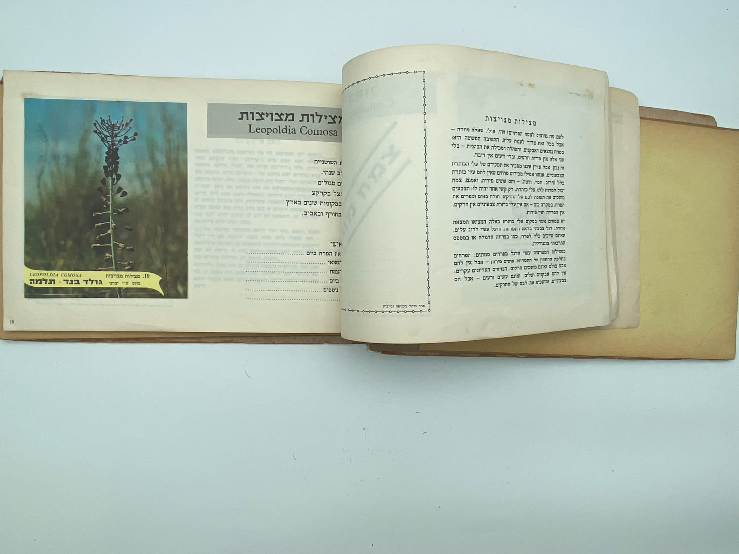 אלבומי מדבקות - אלבום מדבקות פרחי בר בישראל, שלושה חוסרים
פרחי בר בישראל מבצע גולד בנד תלמה בחסות רשות ... - 1 13
