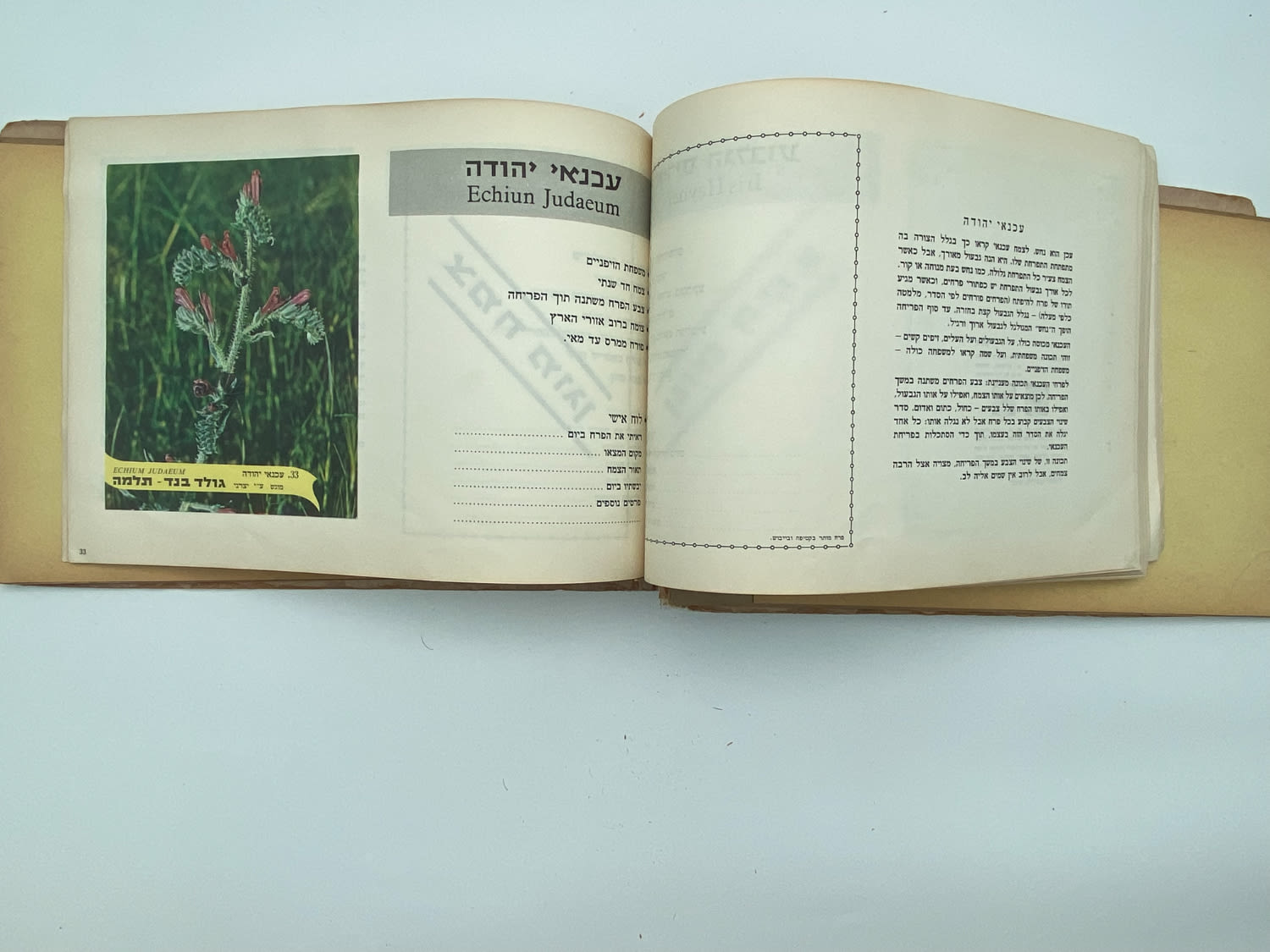 אלבומי מדבקות - אלבום מדבקות פרחי בר בישראל, שלושה חוסרים
פרחי בר בישראל מבצע גולד בנד תלמה בחסות רשות ... - 1 28