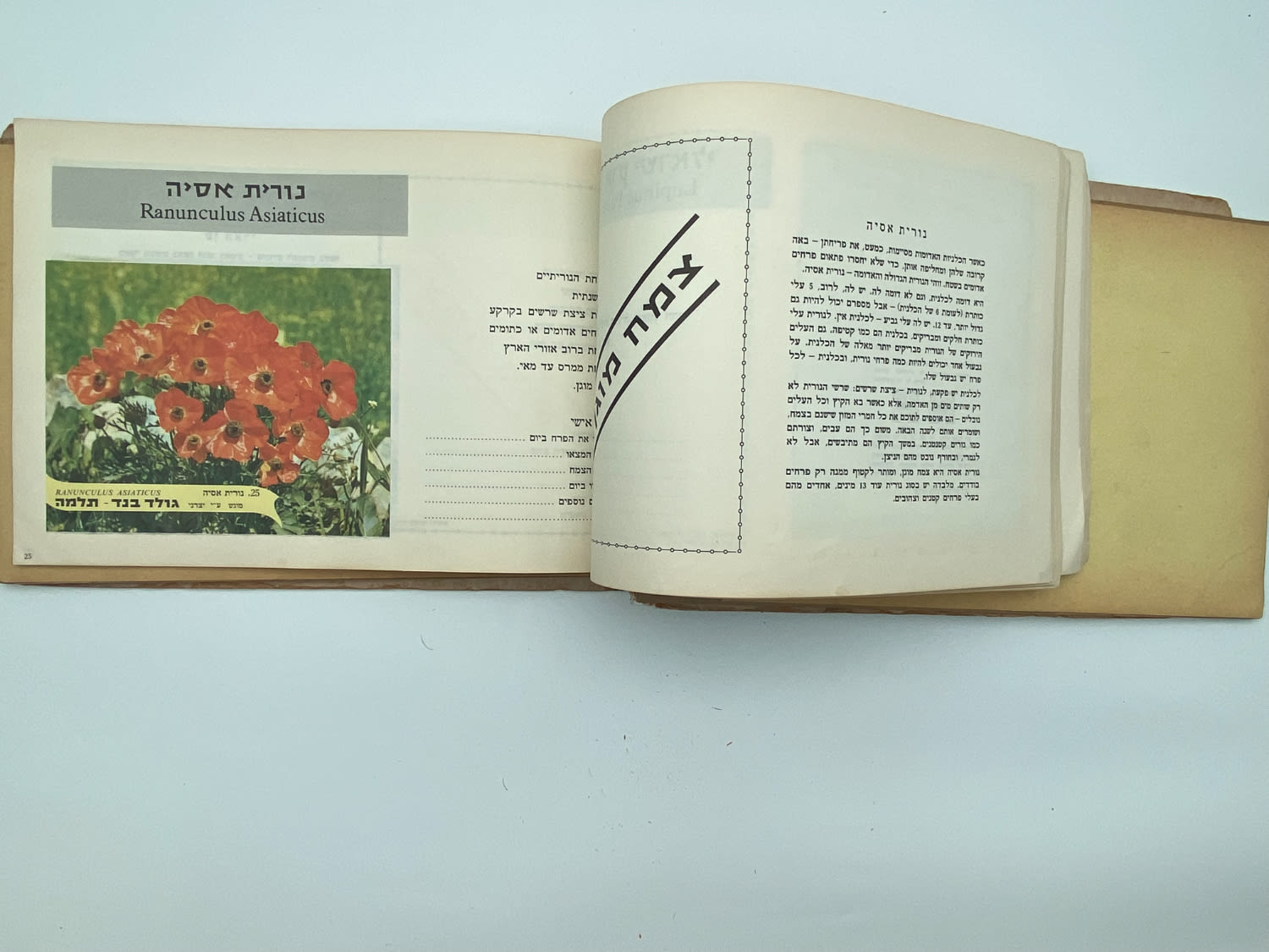 אלבומי מדבקות - אלבום מדבקות פרחי בר בישראל, שלושה חוסרים
פרחי בר בישראל מבצע גולד בנד תלמה בחסות רשות ... - 1 19