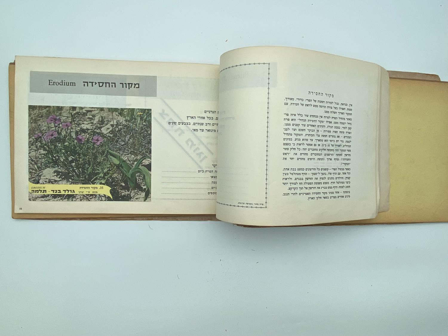 אלבומי מדבקות - אלבום מדבקות פרחי בר בישראל, שלושה חוסרים
פרחי בר בישראל מבצע גולד בנד תלמה בחסות רשות ... - 1 9